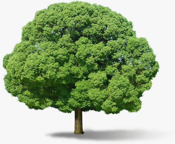 绿色春天植物大树景观风光免抠