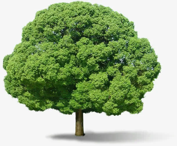 绿色春天植物大树景观风光免抠