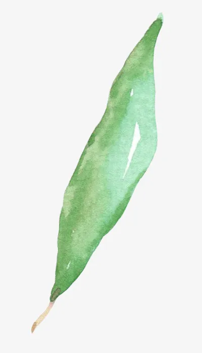 水彩风一片细长叶子免抠