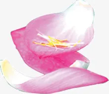 荷花花瓣免抠