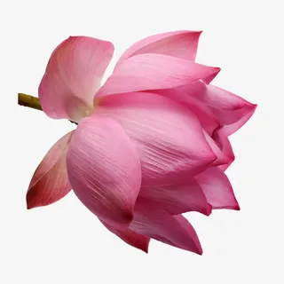 花朵抽象鲜花 粉色荷花免抠