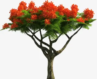 开红花的树免抠