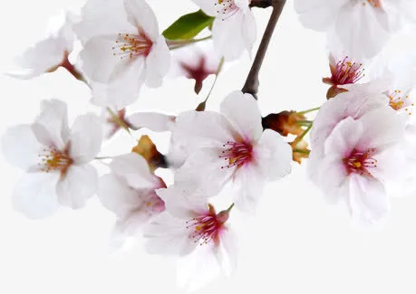 白色春天手绘花朵免抠