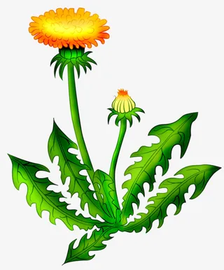 手绘黄色蒲公英免抠