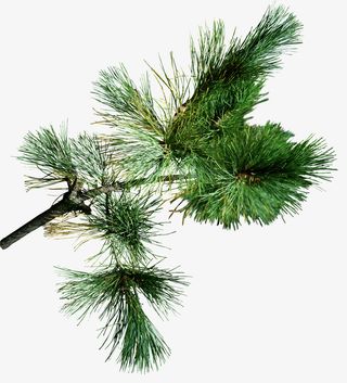 松树枝超清png免扣高清大图免抠
