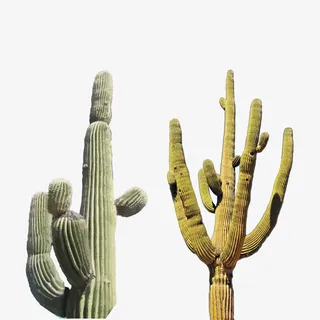 矢量图超清晰的仙人树免抠