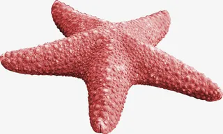 红色海星夏日沙滩图免抠