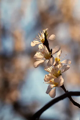 枝头的梅花风光摄影免抠