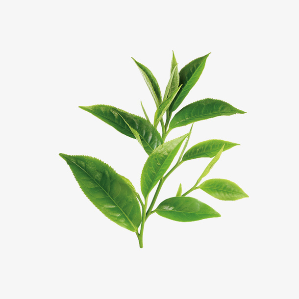 绿色植物茶叶免抠动植物植物元素