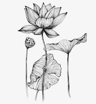 荷花素描线稿免抠