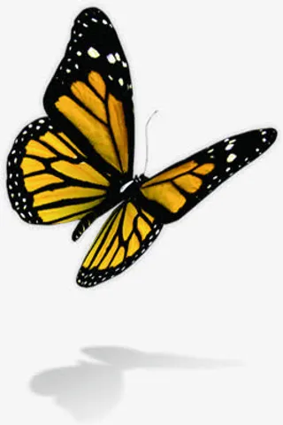 夏日海报活动蝴蝶效果免抠