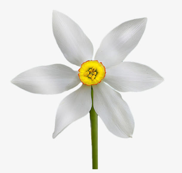 白色小花免抠