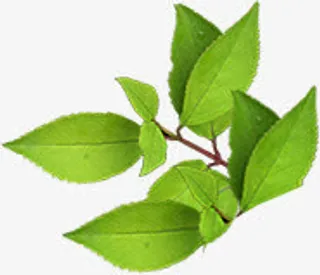 绿色高清树叶风光免抠