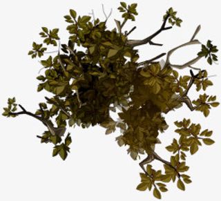 树木手绘树木免抠