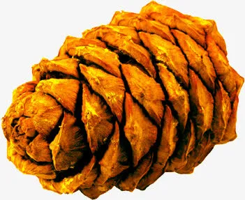 成熟的黄色松塔双11免抠