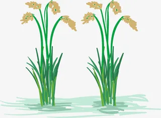 手绘涂鸦水稻免抠