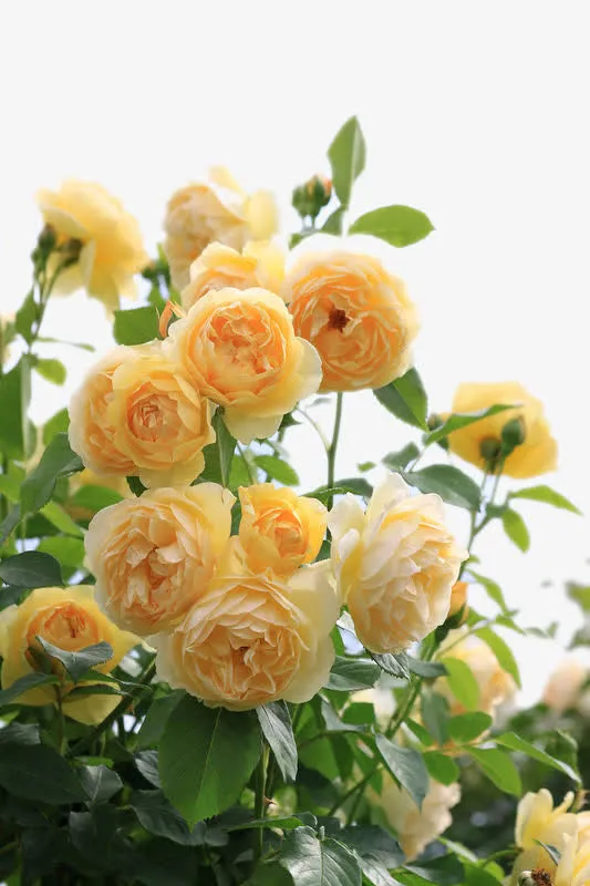 黄色月季花免抠