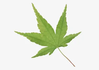 枫树叶绿色枫树叶古风立绘免抠