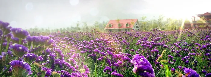 薰衣草花海背景高清