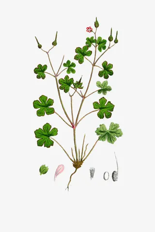 手绘天竺葵免抠