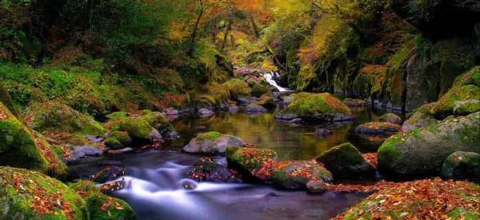 秋季森林河流溪流高清背景banner