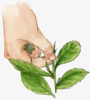 一只手在拔叶子铅笔画风格免抠