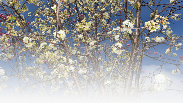 春天樱花摄影背景设计元素之四免抠背景摄影风景元素