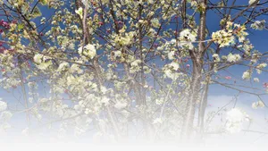 春天樱花摄影背景设计元素之四免抠背景摄影风景元素