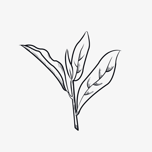 黑色线条茶叶矢量素材免抠