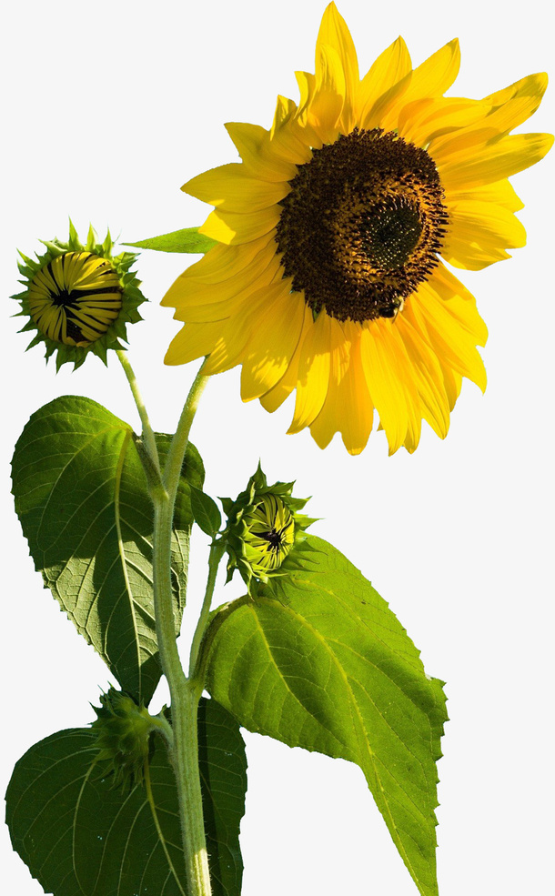 一朵绽放的向阳花免抠动植物植物元素