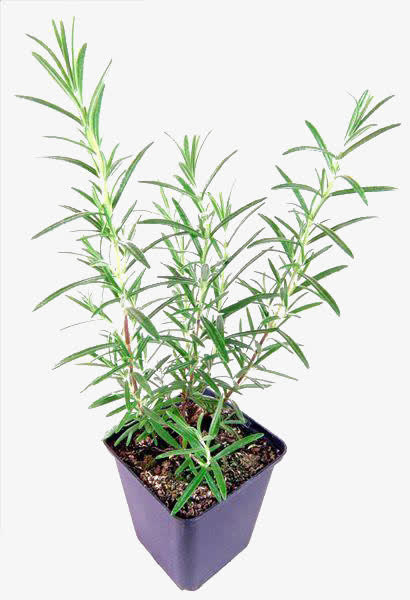 米迭香草免抠