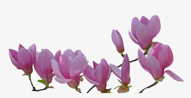 花儿朵朵开免抠 花儿朵朵开免抠