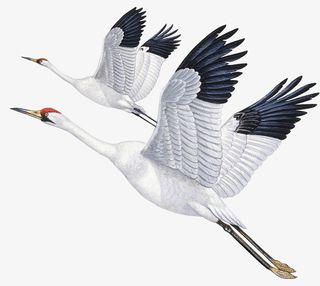 高清免扣飞鹤免抠