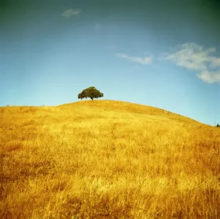 蓝天下的黄草地背景高清