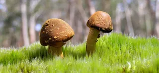 小清新小蘑菇高清