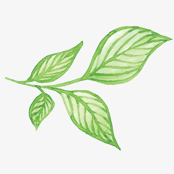 绿色手绘叶子免抠