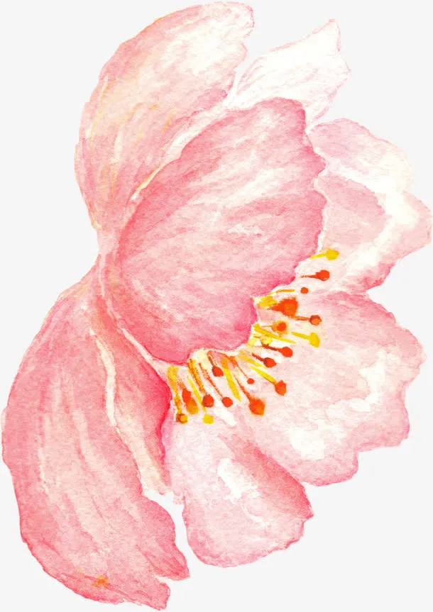 手绘花卉免抠