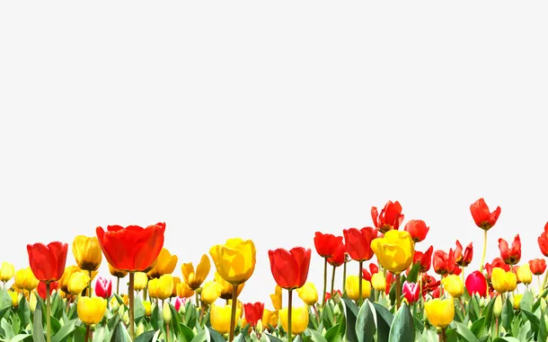 花免抠