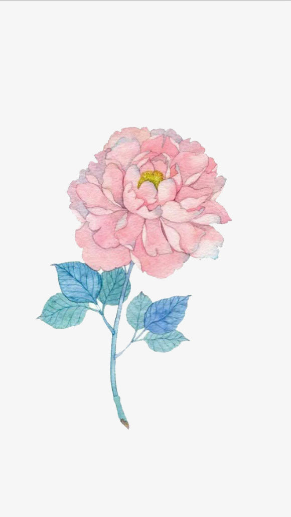 手绘芍药免抠