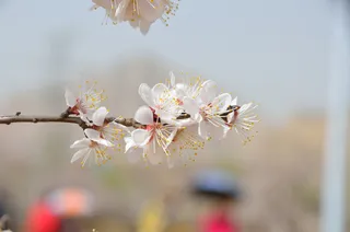 春天杏花乱枝头高清