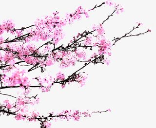 创意合成春天的花卉植物免抠