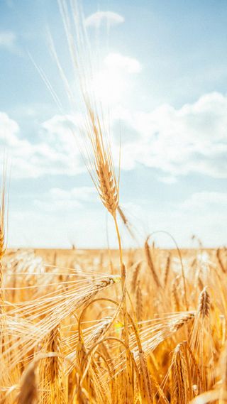 麦子H5背景高清