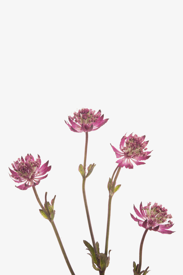花卉免抠