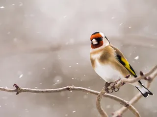 冬天里的枝头小鸟免抠