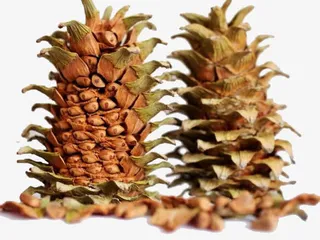 纯天然松塔免抠