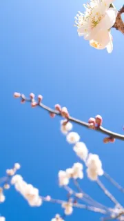 春天梨花H5背景素材高清摄影风景背景 春天梨花H5背景素材高清摄影风景背景