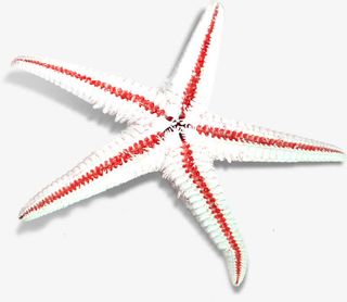 卡通夏日海报沙滩海星免抠