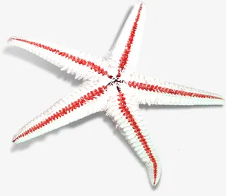 卡通夏日海报沙滩海星免抠