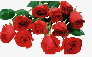 红色玫瑰花免抠
