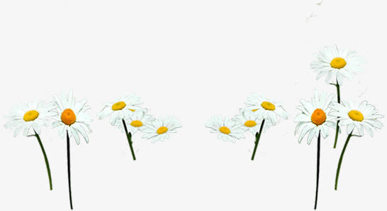 白色花朵草地唯美免抠